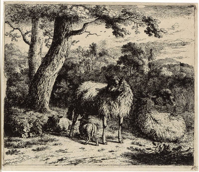 The Standing Sheep