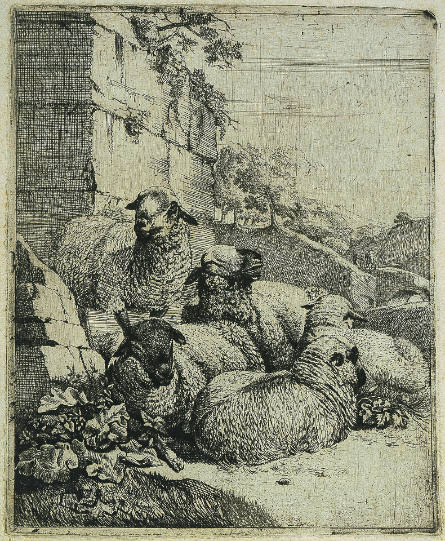 Four Resting Sheep and One Standing Sheep Near a Wall