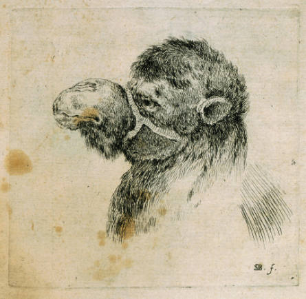 Head of a Camel looking left, from Recueil de diverses pièces servant à l'art de portraiture [Collection of various pieces serving the art of portraiture]