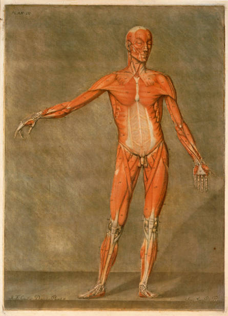 Standing Male, Anterior - Outermost Muscles, plate III from the cours complet d'anatomie peint et gravé en couleurs naturelles [Complete Course of Anatomy, Printed and Engraved in Natural Colors]