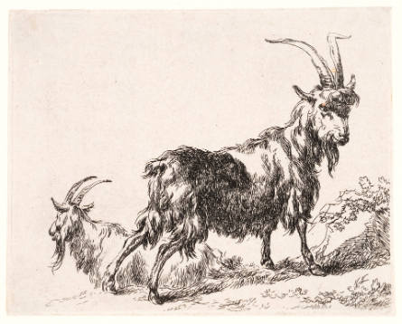 Two Goats, from Animalia