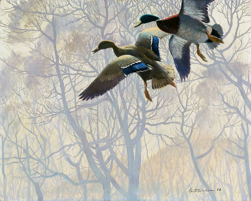 Mallards in Flight