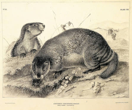 Hoary Marmot - The Whistler, plate 103 from The Vivaparous Quadrupeds of North America