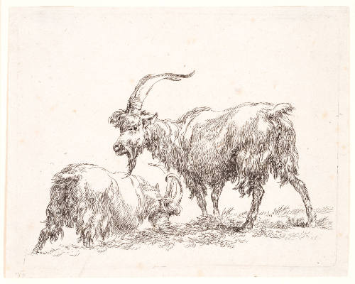 Two Goats, from Animalia