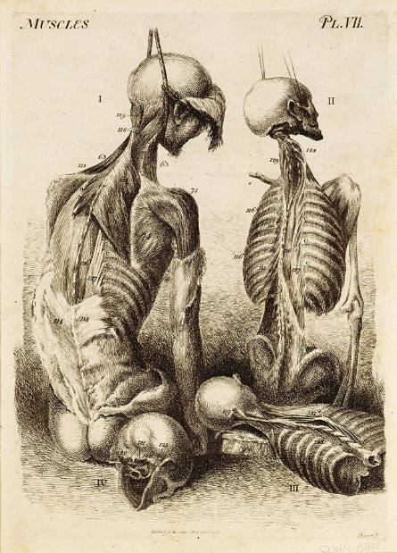 Two Écorché Trunks after John Bell from Anatomy of the Bones, Joints and Muscles by John Bell