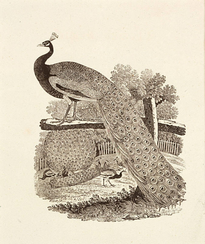 Peacocks, from The History of British Birds (1797)