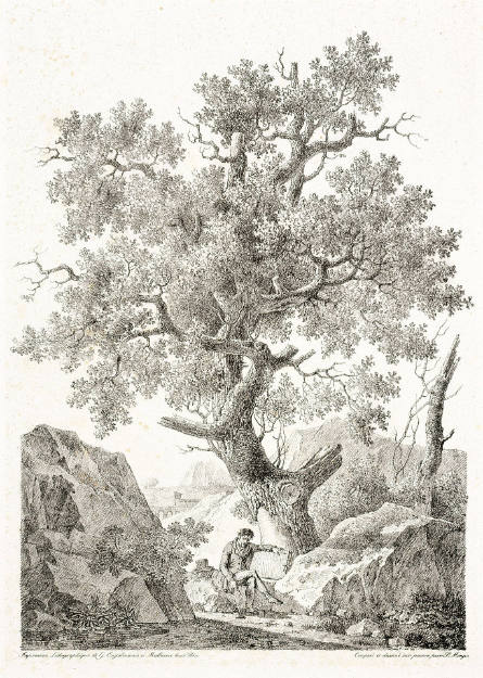 Self-Portrait, Seated under a Tree