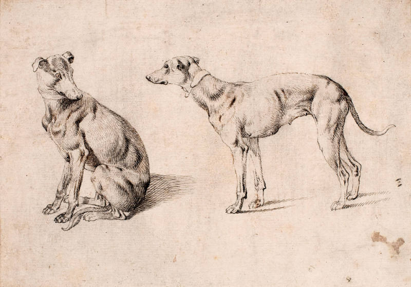 Studies of a Greyhound