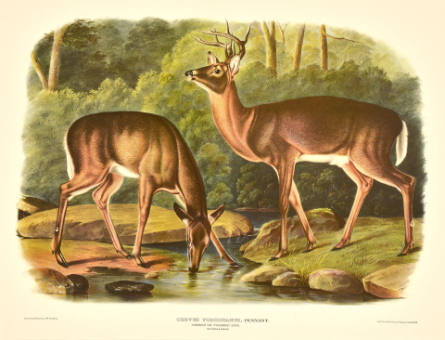 Cervus Virginianus