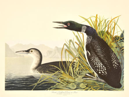 Great Northern Diver or Loon