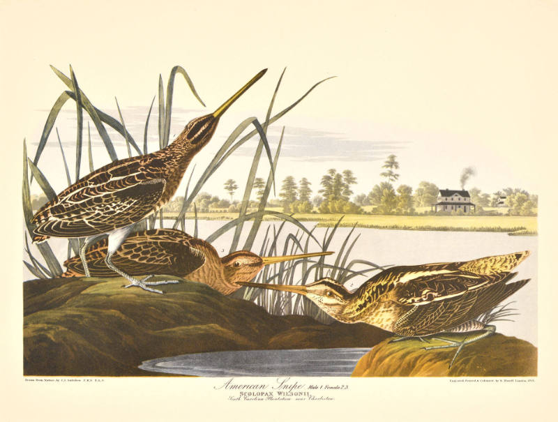 American Snipe