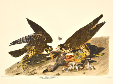 Great Footed Hawks