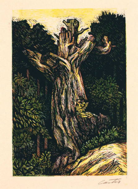 Arbol muerto [Dead Tree]