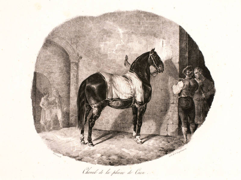 Cheval de la plaine de Caen [Horse of the Plain of Caen], from Etudes de chevaux d'après nature [Studies of Horses from Nature]