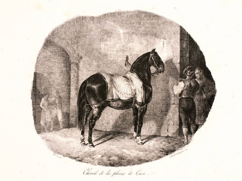 Cheval de la plaine de Caen [Horse of the Plain of Caen], from Etudes de chevaux d'après nature [Studies of Horses from Nature]