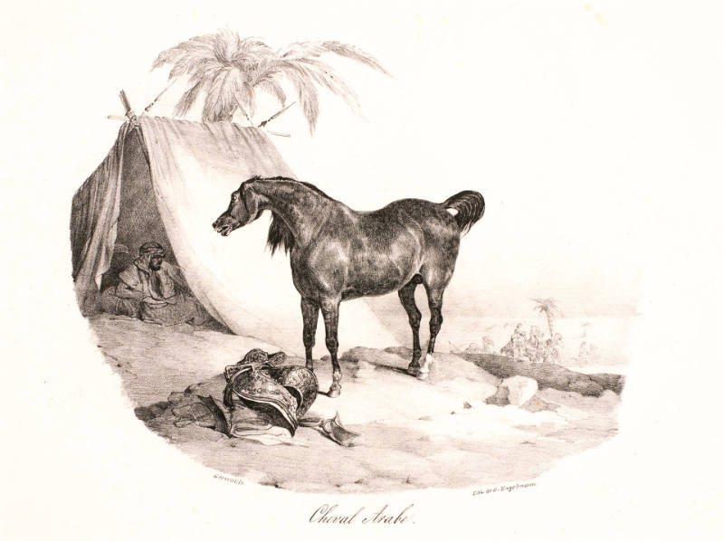Cheval arabe [Arabian Horse], from Etudes de chevaux d'après nature [Studies of Horses from Nature]