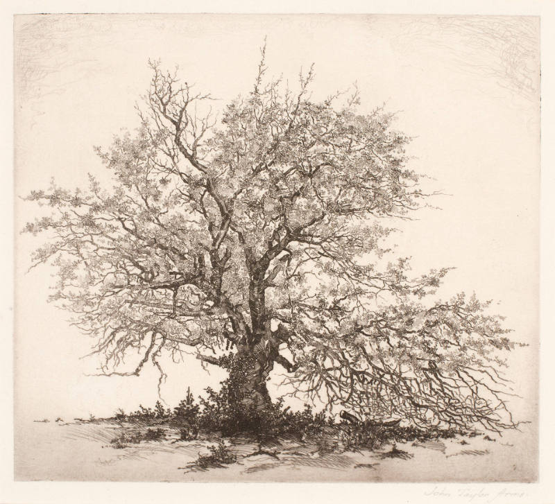 Apple Tree (The Blighted Tree, Fairfield or La Pommier)