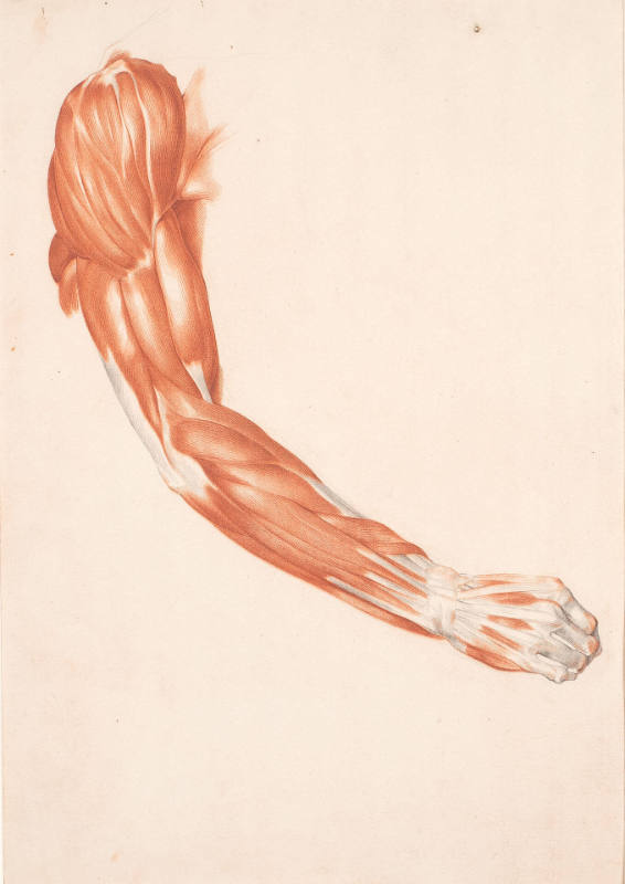 Study of the Musculature: Right Arm, Posterior