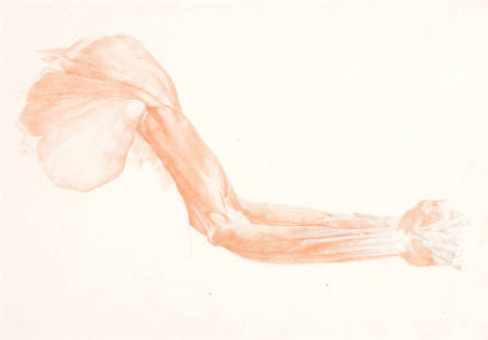 Study of Musculature: Pectoral and Left Arm, Anterior