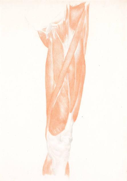 Study of Musculature: Upper Leg Left, Interior