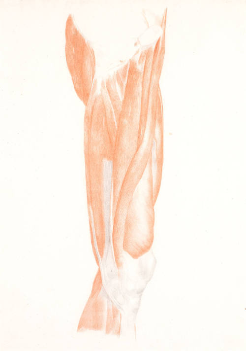 Study of Musculature: Upper Leg Left, Interior 3/4