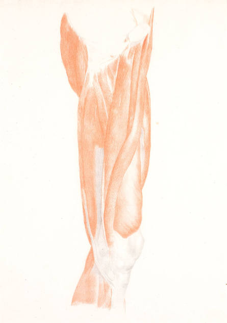 Study of Musculature: Upper Leg Left, Interior 3/4