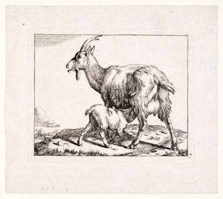 Goats, plate 7, after Paulus Potter