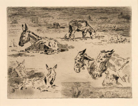 Croquis d'ânes [Sketches of Donkeys]