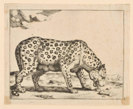 Leopards, plate 4, after Paulus Potter