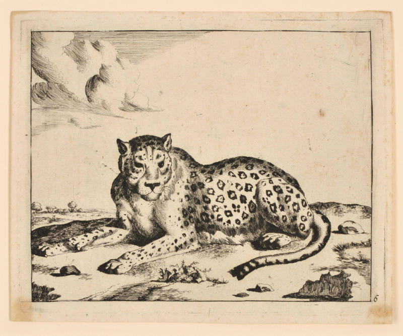 Leopards, plate 6, after Paulus Potter