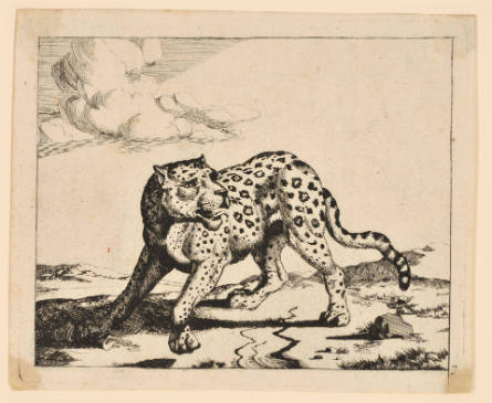 Leopards, plate 7, after Paulus Potter