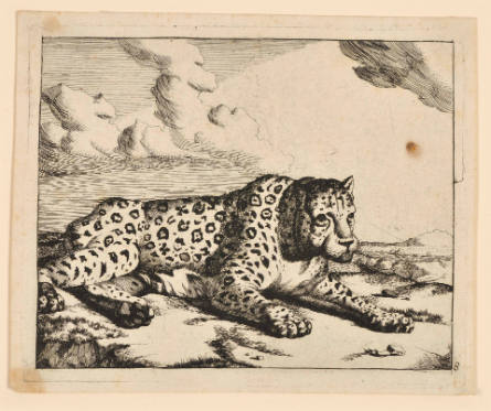 Leopards, plate 8, after Paulus Potter