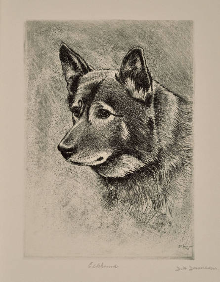 Elkhound