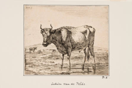 Bull Standing in Water, from Different Animals