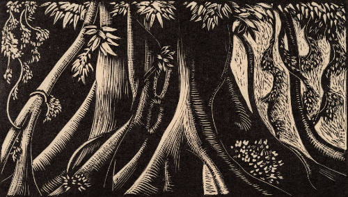 The Jungle, from H.M. Tomlinson The Sea and the Jungle